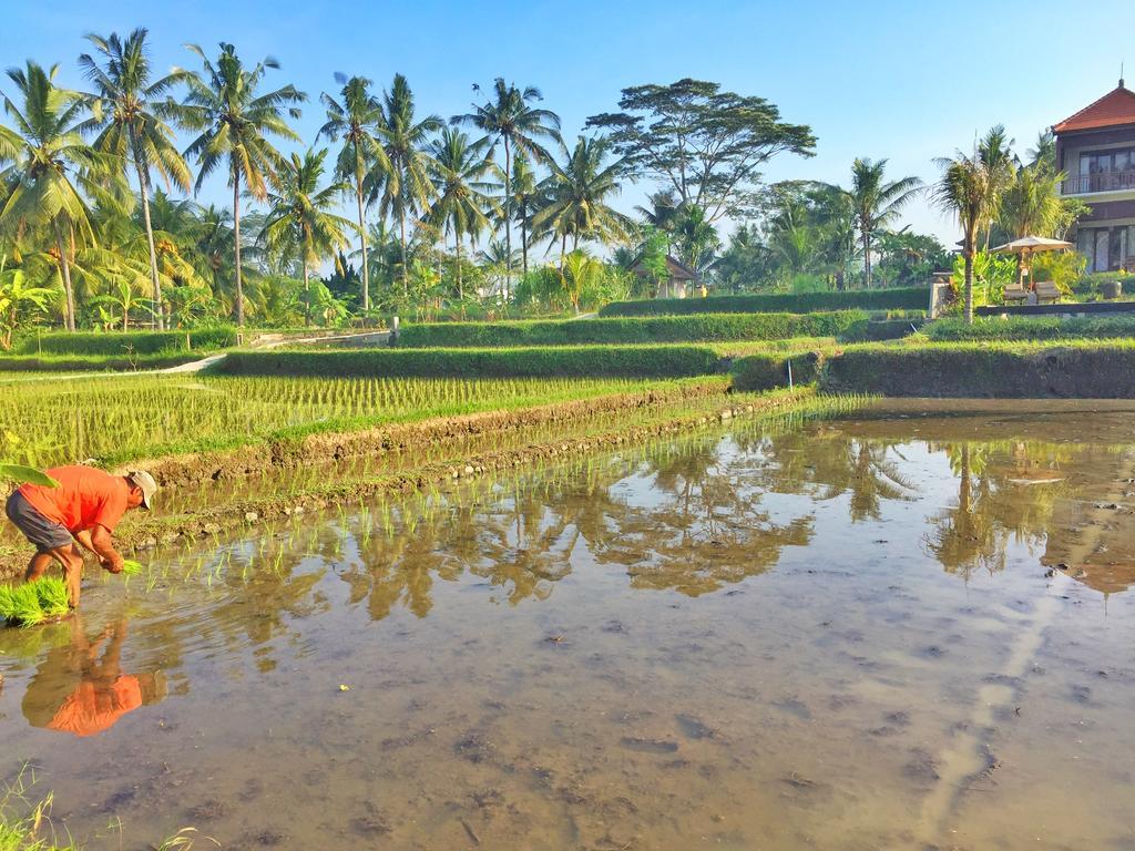 The Suris Ubud エクステリア 写真